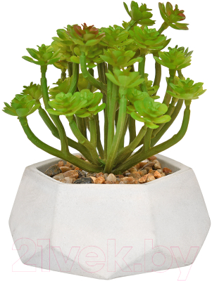 Искусственное растение Вещицы Эониум Rio2