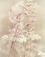 

Фотообои бесшовные Citydecor, Цветущий луг