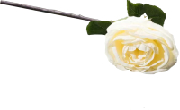 

Искусственный цветок Arya, Cabbage Rose / 8680943110770