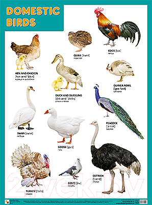 Развивающий плакат Мозаика-Синтез Domestic Birds / МС10955