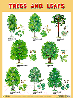 Развивающий плакат Мозаика-Синтез Trees And Leafs / МС10956