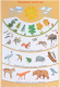 Развивающий плакат Мозаика-Синтез Пищевые цепочки / МС10639 - 