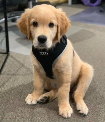 Изображение товара Шлея-жилетка для животных DOOG Neoflex Lassie / HARBFLSOFT-XS (черный)