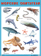 Развивающий плакат Мозаика-Синтез Морские обитатели / МС11706 - 