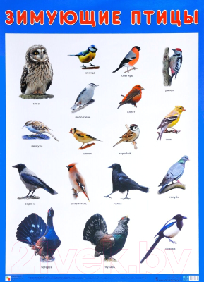 Развивающий плакат Мозаика-Синтез Зимующие птицы / МС11635