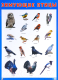 Развивающий плакат Мозаика-Синтез Зимующие птицы / МС11635 - 