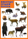 Развивающий плакат Мозаика-Синтез Животные средней полосы / МС11940 - 