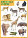 Развивающий плакат Мозаика-Синтез Животные Африки / МС11881 - 