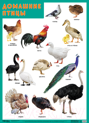 Развивающий плакат Мозаика-Синтез Домашние птицы / МС11632