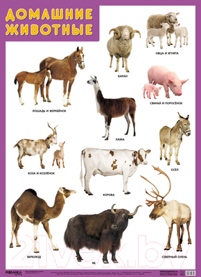 Развивающий плакат Мозаика-Синтез Домашние животные / МС11634