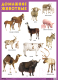 Развивающий плакат Мозаика-Синтез Домашние животные / МС11634 - 