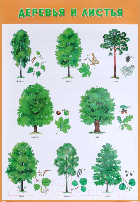Развивающий плакат Мозаика-Синтез Деревья и листья / МС11676