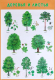 Развивающий плакат Мозаика-Синтез Деревья и листья / МС11676 - 