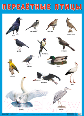 Развивающий плакат Мозаика-Синтез Перелетные птицы / МС11636