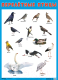 Развивающий плакат Мозаика-Синтез Перелетные птицы / МС11636 - 