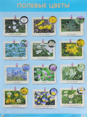 Развивающий плакат Мозаика-Синтез Полевые цветы / МС11941