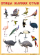 Развивающий плакат Мозаика-Синтез Птицы жарких стран / МС11942 - 