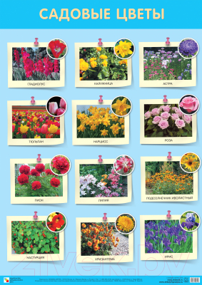 Развивающий плакат Мозаика-Синтез Садовые цветы / МС12157