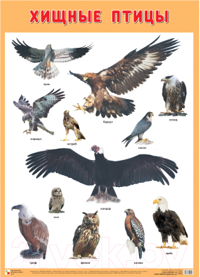 Развивающий плакат Мозаика-Синтез Хищные птицы / МС11905