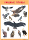 Развивающий плакат Мозаика-Синтез Хищные птицы / МС11905 - 
