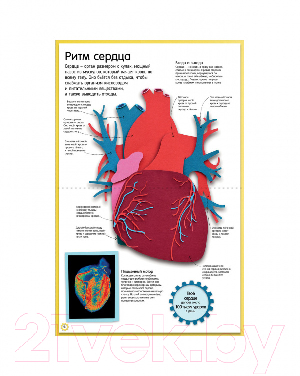Энциклопедия CLEVER Как устроено тело человека. Красочный путеводитель