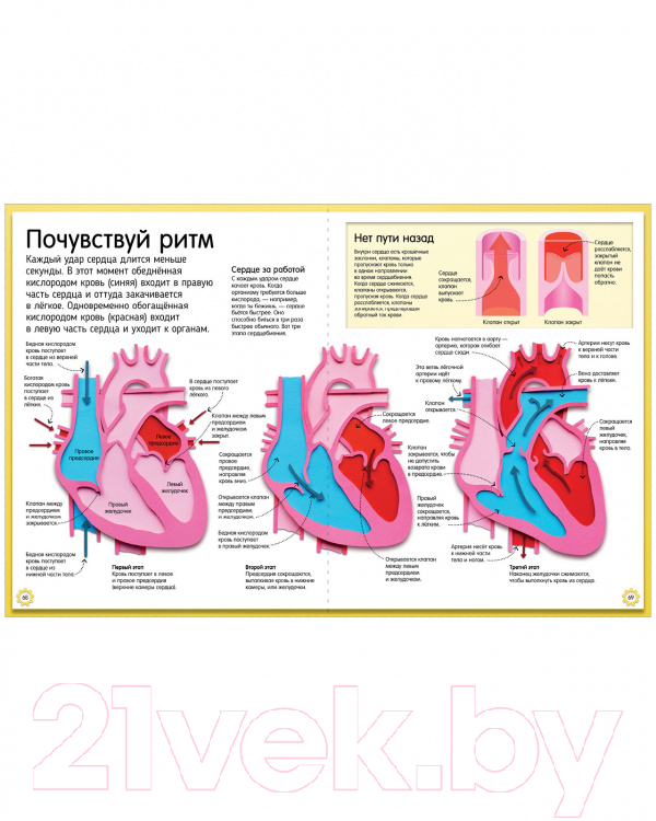 Энциклопедия CLEVER Как устроено тело человека. Красочный путеводитель