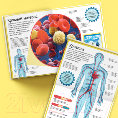 Энциклопедия CLEVER Как устроено тело человека. Красочный путеводитель