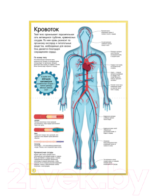 Энциклопедия CLEVER Как устроено тело человека. Красочный путеводитель