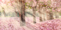 

Фотообои листовые Citydecor, Сказочная природа 5 с защитным покрытием