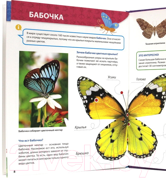 Энциклопедия Проф-Пресс Все о насекомых малышам — фото 4