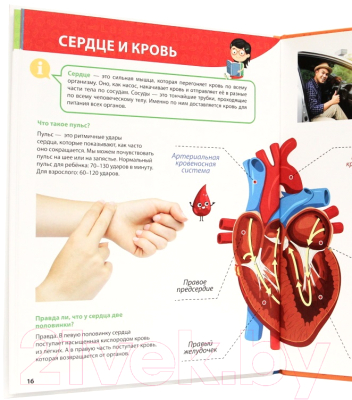 Изображение товара Энциклопедия Проф-Пресс Все о теле человека малышам