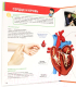 Миниатюра изображения товара Энциклопедия Проф-Пресс Все о теле человека малышам