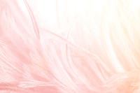 Фотообои листовые Vimala Розовые перья (270x400) - 