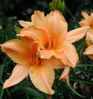 

Саженец цветка Красный клен, Лилейник Russian Ruffled Apricot