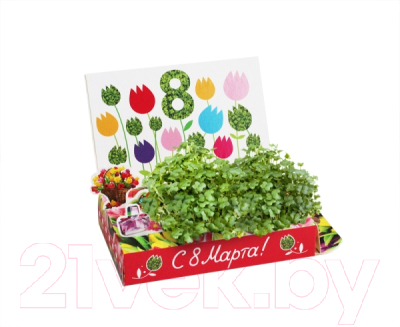 Набор для выращивания растений Happy Plant 8 Марта №1 Тюльпаны / hps-204
