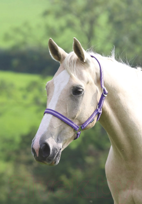 Недоуздок для лошади Shires Wessex Pony / 363/PUR/LIL/PONY (фиолетовый/лиловый)