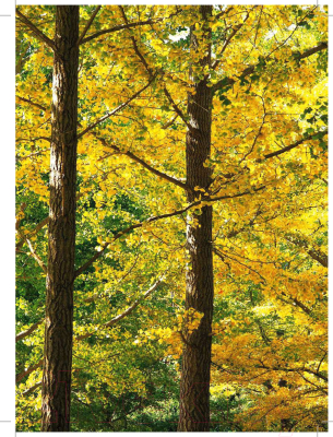 Книга Эксмо Сила леса. Как деревья помогают нам обрести здоровье (Цин Л.)
