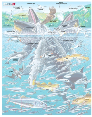 Пазл LARSEN Горбатые киты в стае сельди FH47