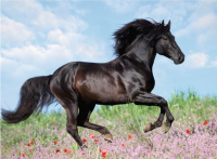Пазл Ravensburger Прекрасная лошадь / 12803 (200эл) - 