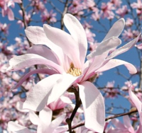 

Саженец кустарника Красный клен, Магнолия звездчатая Rosea