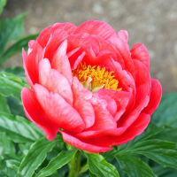 

Набор алмазной вышивки РЫЖИЙ КОТ, Красивый цветок / AS30003