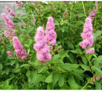 

Саженец кустарника Красный клен, Спирея иволистная