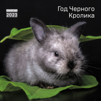 

Календарь настенный Эксмо, Год черного кролика 2023г / 9785041623821