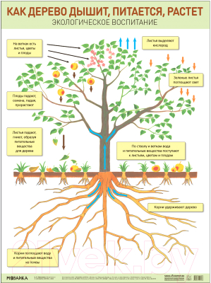 Развивающий плакат Мозаика-Синтез Как дерево дышит, питается, растет / МС12703