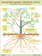 Развивающий плакат Мозаика-Синтез Как дерево дышит, питается, растет / МС12703 - 