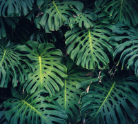 Фотообои листовые Vimala Листья монстеры (270x300) - 