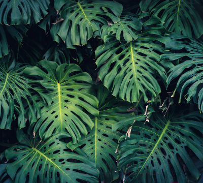 Фотообои листовые Vimala Листья монстеры (270x300)