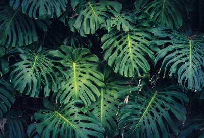 Фотообои листовые Vimala Листья монстеры (270x400)