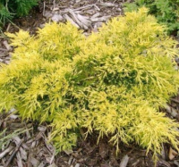 

Саженец кустарника Красный клен, Можжевельник средний King of Spring