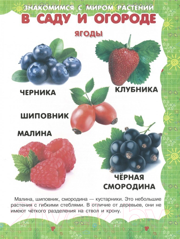 Развивающая книга Харвест В саду и огороде — фото 2